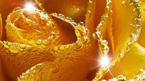 shiny-golden-roses-wallpapers